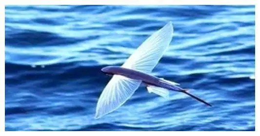 世界上飞得最远的鱼飞鱼最高记录为1000米