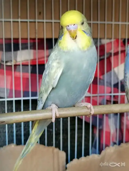 自己家里养的虎皮鹦鹉半毛大头虎皮鹦鹉喜欢的看过来