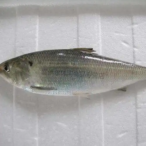 新鲜冷冻鲥鱼 鲥鱼三来鱼无需刮鳞每条1斤-1.2斤 鲥鱼1.25-1.