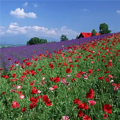 给自己带好运风景头像