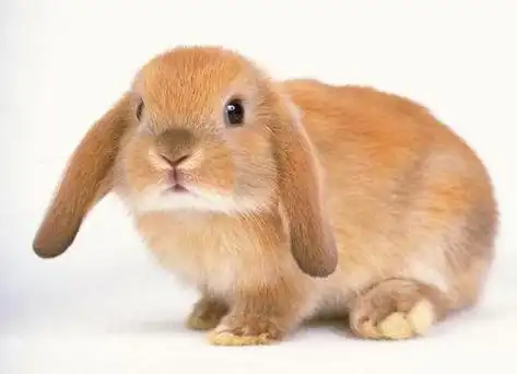 5点到7点的,是卯(mao)时,这个时候,天刚亮,兔子出窝了,喜欢吃窝边带有