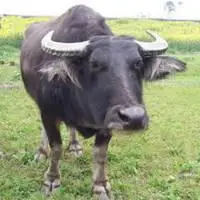 牛头像图片大全可爱点击鼠标右键下载