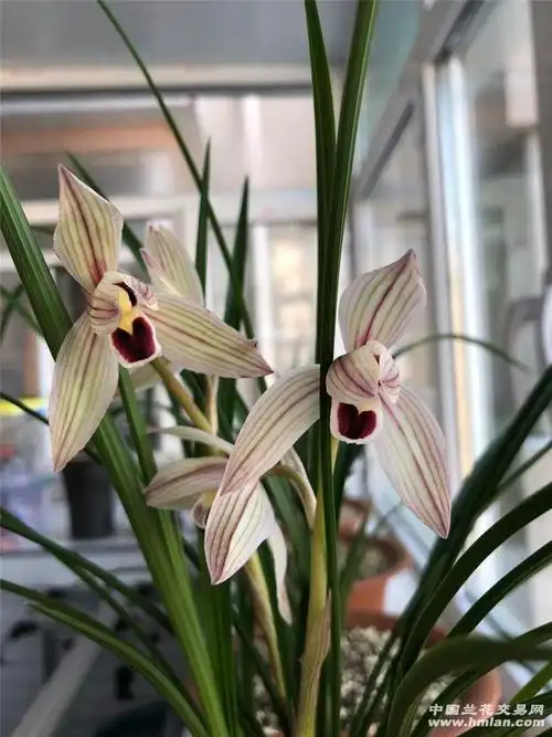 哈尔滨 心心相印开花98-莲瓣篇-中国兰花交易网社区