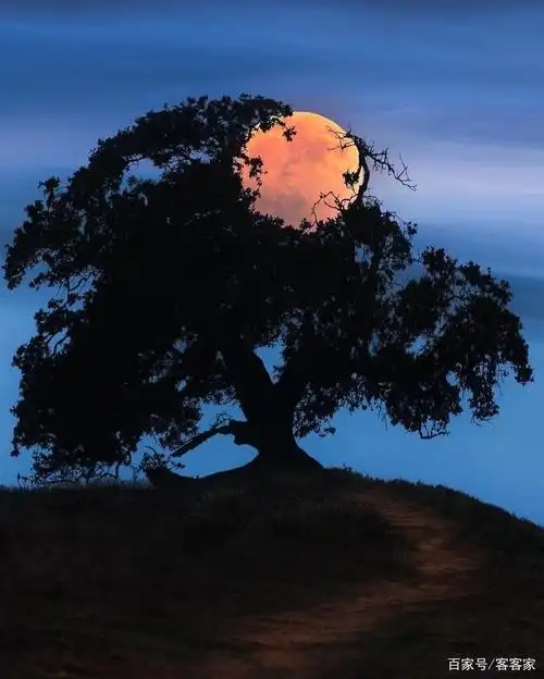一棵树,一个月亮,美到让人窒息