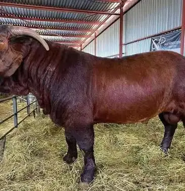 大耳朵羊 大耳朵波尔山羊 大耳朵努比亚黑山羊