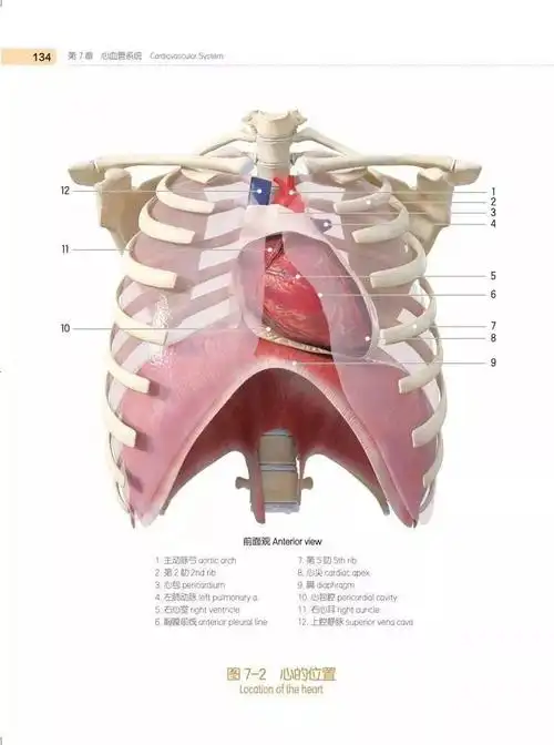 可旋转放大的三维立体图谱人卫3d人体解剖图谱