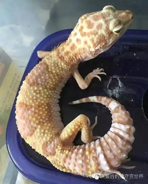 豹纹守宫白品种介绍化(豹纹守宫三大白化区别)