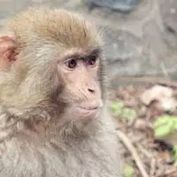 猴子微信头像高清图片 好看的猴子微信头像大全 - 头像图片 - 潮人