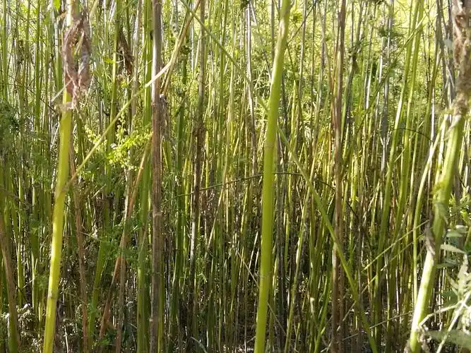 (农业篇10) 写美篇  火麻,是千百年来的常见种植物,最早的麻袋和缝