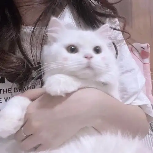 真人猫咪头像可爱