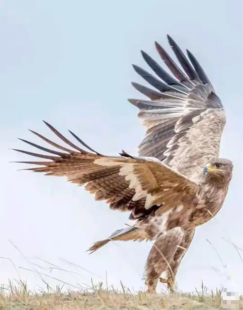 鹰- 堆糖,美图壁纸兴趣社区