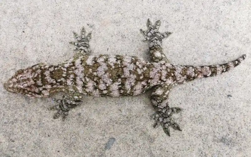 super snow 超级雪花巨人守宫 期待成体