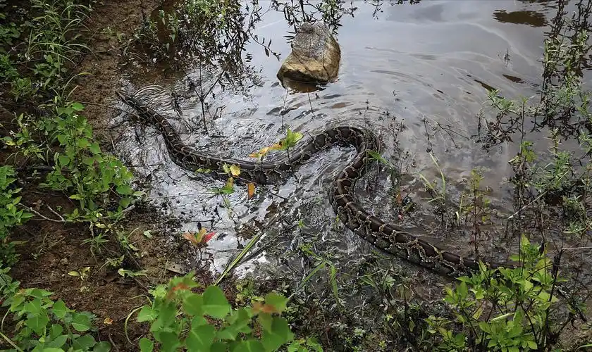 中国境内的蛇岛,1.2平方公里挤着几万条蛇,来源成谜_毒蛇_因为_小岛