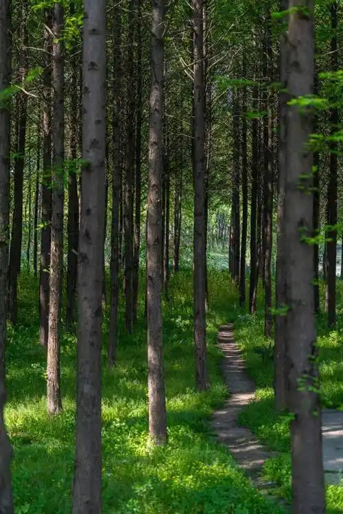 被问爆了不出上海独享这片湖泊森林