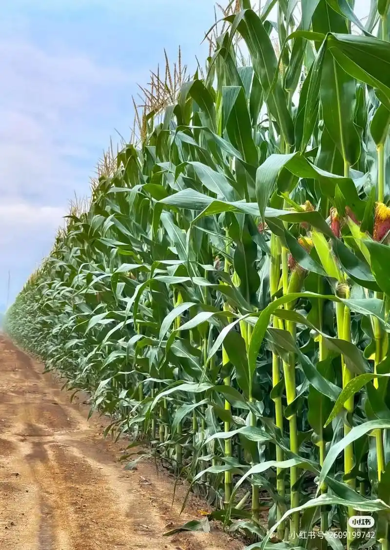 晌午惊魂玉米地(上篇)#创作灵感   小村里有个女孩,一生下 - 抖音
