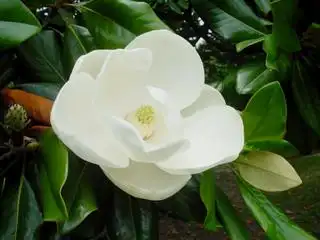 展开全部 广玉兰