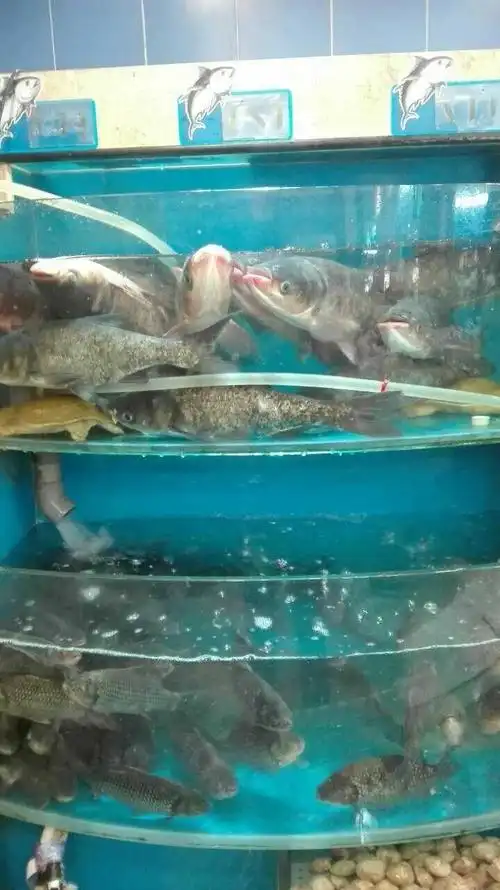 独家直击北京各大超市今起销售活鱼现场