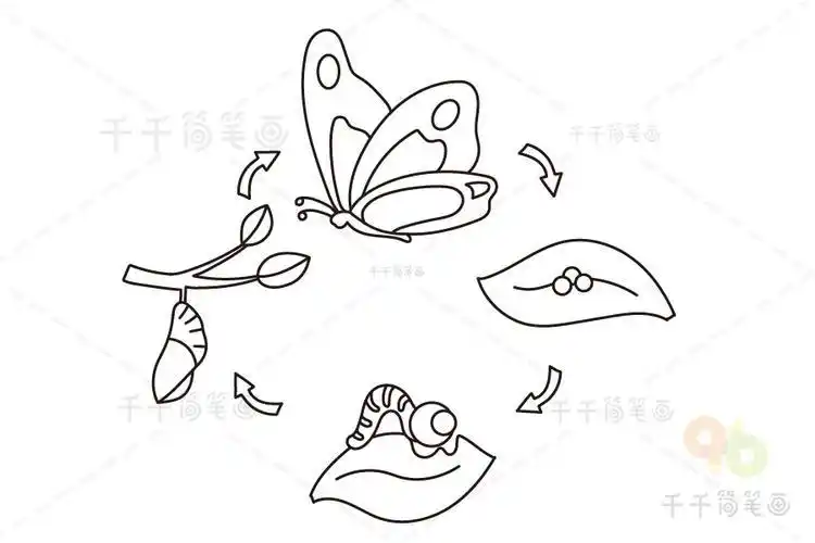 第五十一天蝴蝶蛹变蝴蝶简笔画简笔画创意蝴蝶简笔画破茧成蝶才是最美
