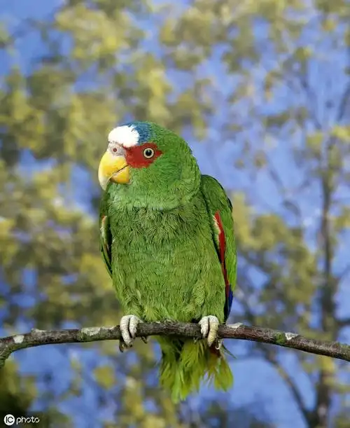紫冠亚马逊鹦鹉图片(亚马逊鹦鹉常见品种)