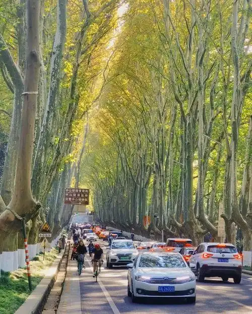 三号路依然长得没有尽头,梧桐荫还是枝繁叶茂,人间骄阳刚好,风过林梢