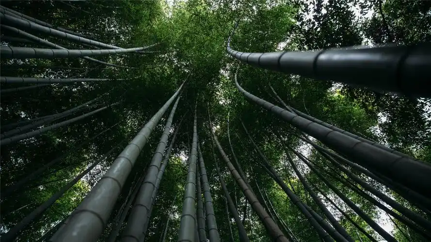 优美的竹林唯美高清桌面壁纸