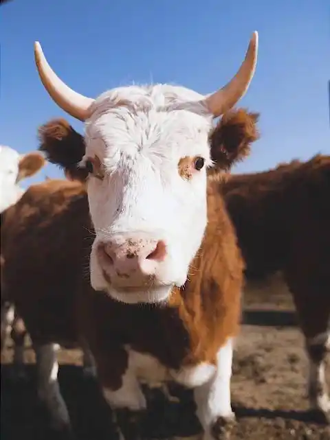 见过非常牛的应援,但真是没见过真牛应援!