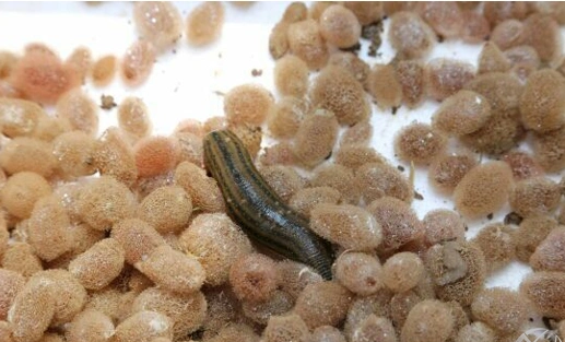 水蛭卵茧孵化的六个步骤