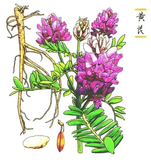 科普漫画丨中药江湖里的"孙立" ——黄芪