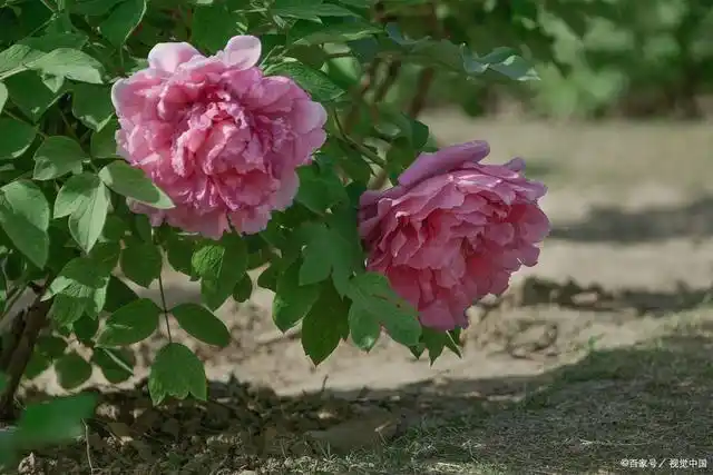 牡丹什么时候开花?