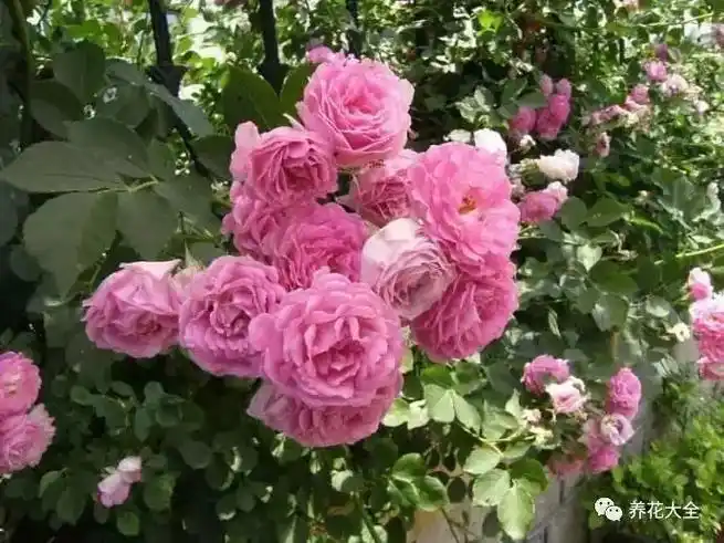 365种鲜花图册大全