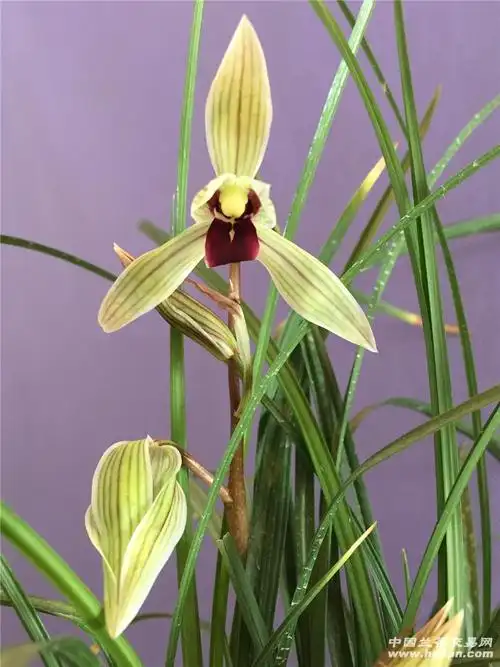 莲瓣兰二红素-莲瓣篇-中国兰花交易网社区