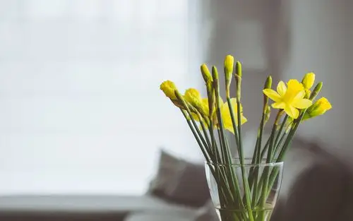 室内清新文艺植物盆栽图片桌面壁纸高清大图预览1920x1200_风景壁纸下