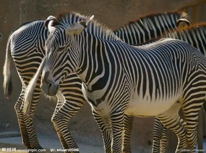 斑马动物图片
