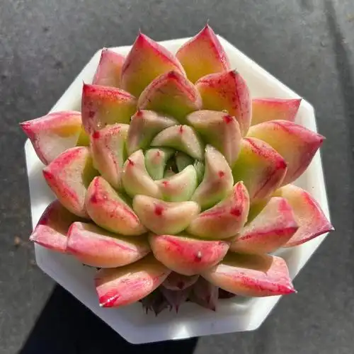 金色石英7cm盆 30颗起13