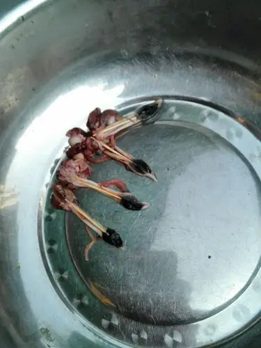 龟鞭,用牙签撑起,在后面的操做中不至于萎了.