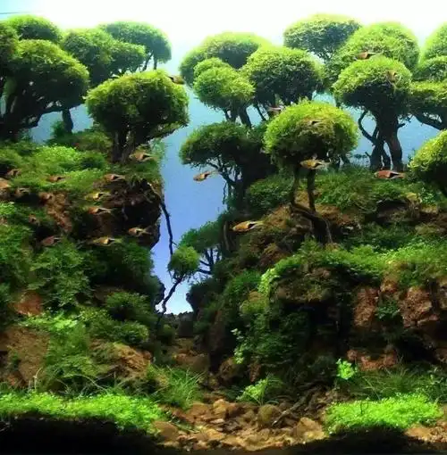 水草缸雨林缸造景深山老林处全程都是亮点