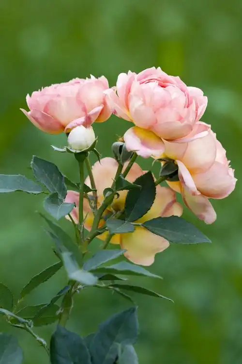 月季丽日千层艳,别有花痴一片情--- - 美篇