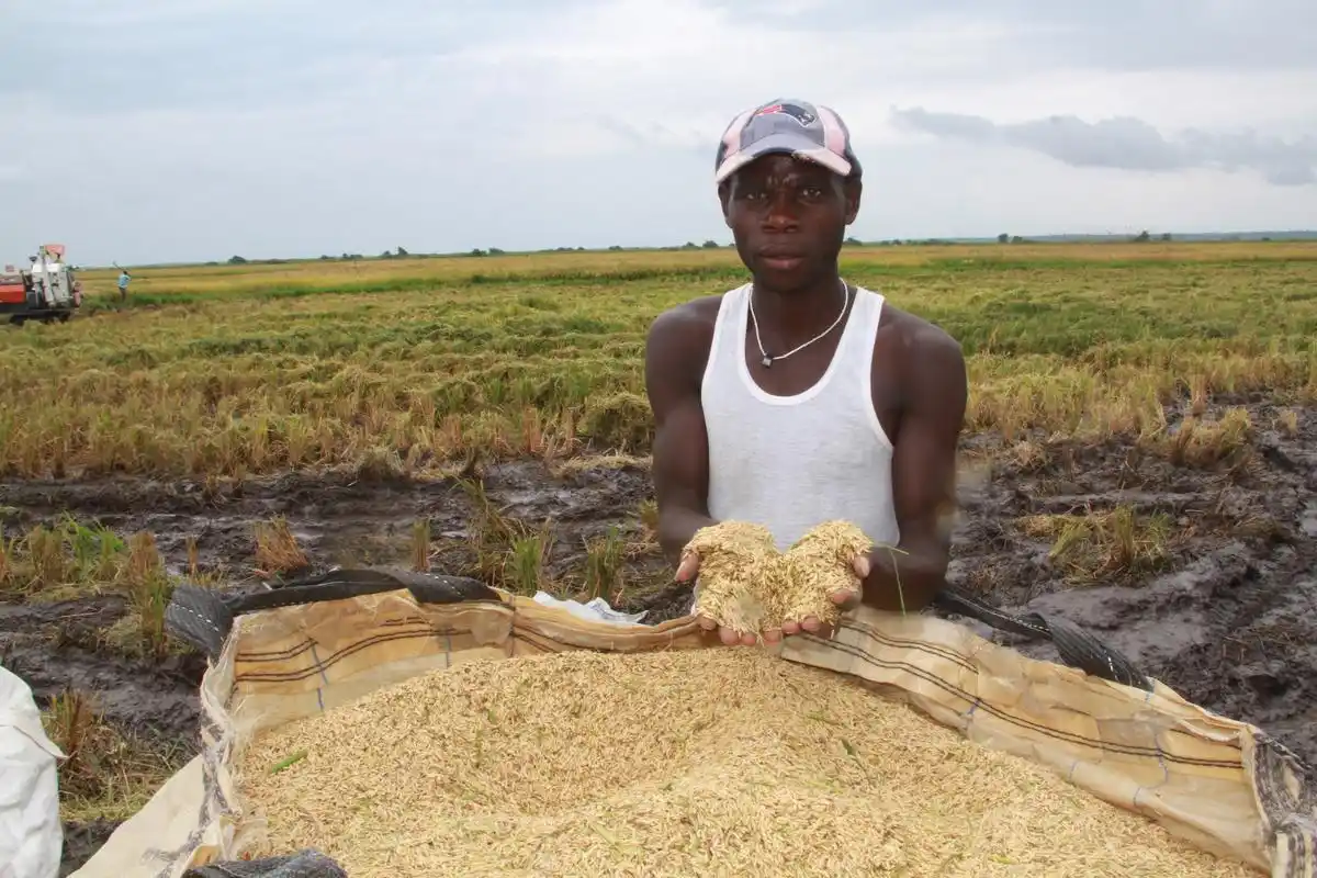 6月13日,在乌干达卡隆古区卢卡亚镇,中亿农业园的工人将刚刚收割的