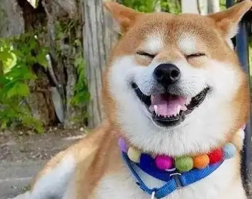 疲惫一去不复返了和宠物主人看到狗柴犬会露出幸福的笑容只要宠物主人