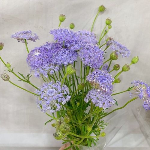 翠珠水养鲜花生活鲜花云南基地直发送保鲜剂鲜花直发