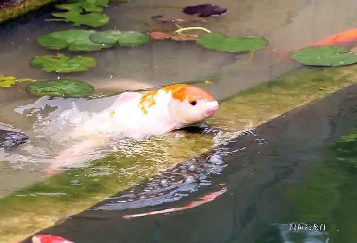 鲤鱼跃龙门