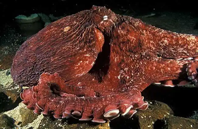 沼泽章鱼是什么