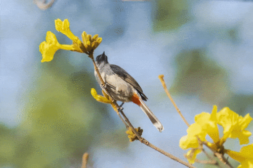 1080_720gif 动态图 动图