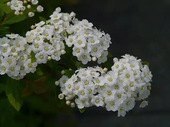 【笑靥(yè)花】 别名 李叶绣线菊,属.