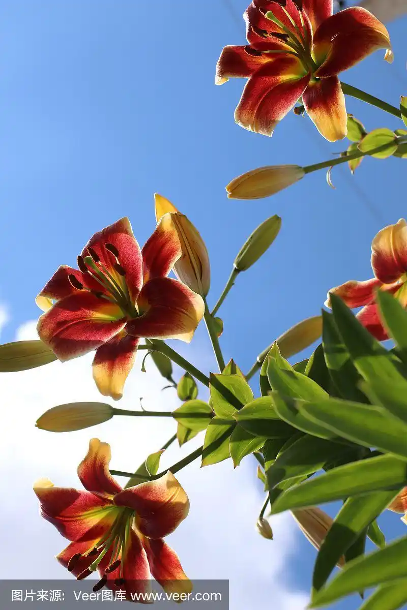 蓝色天空背景上的紫色百合花