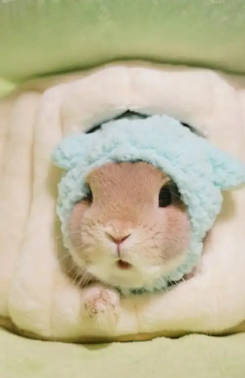 呆萌可爱的小兔子高清写真图片