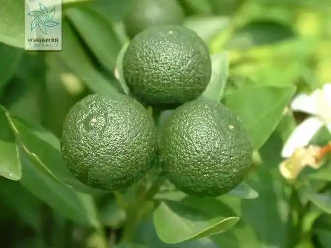 每天一味中草药:枳实,治疗胃口堵的良药