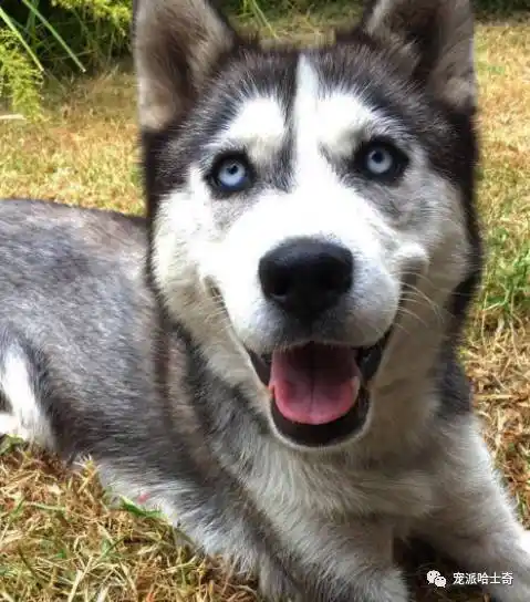 二哈我给你一根鸡腿你告诉我你是咋进去的