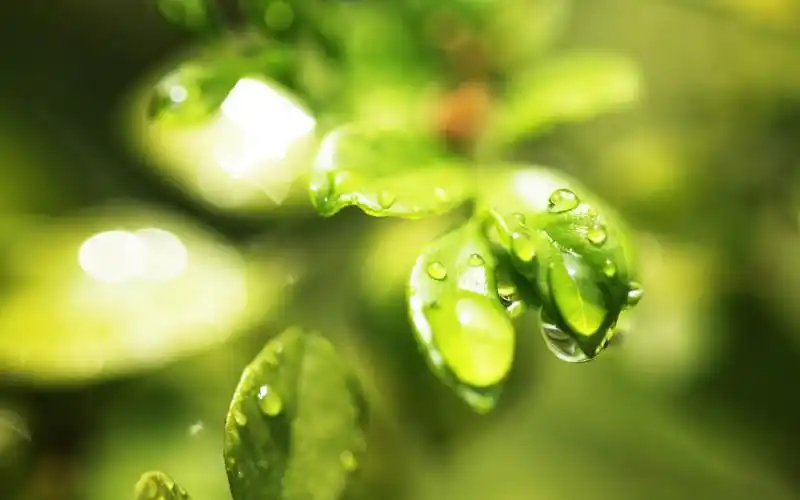 绿色植物高清图片合集清爽干净的电脑桌面壁纸下载第二辑