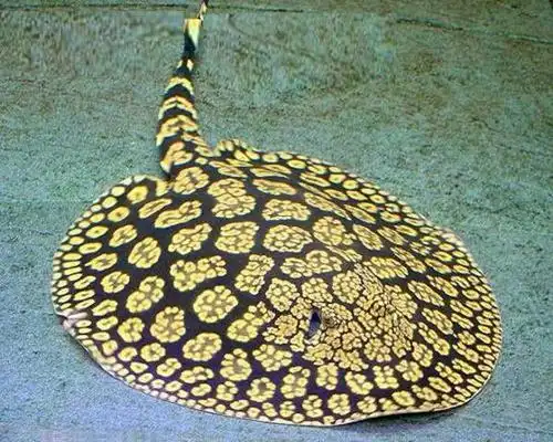 魟鱼的品种大全